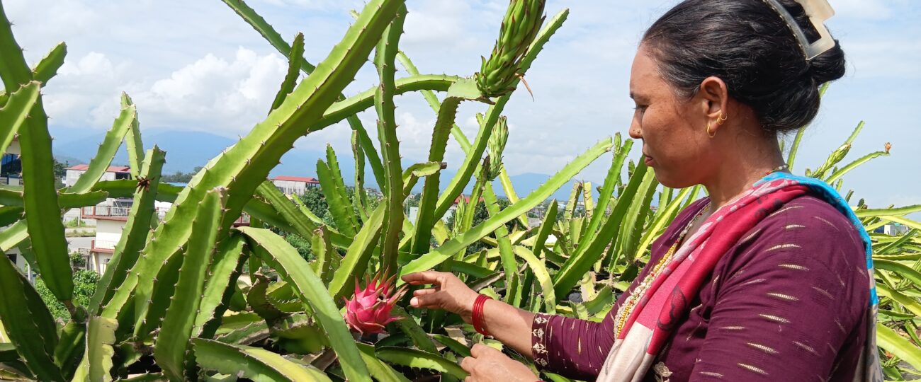 कौसीमा ड्रागन फल खेती गरेर वार्षिक आठ लाख आम्दानी