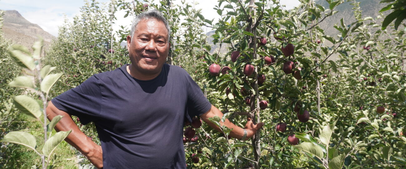 स्याउखेतीमा कर्म गुरुङको पाँच दशकको यात्रा