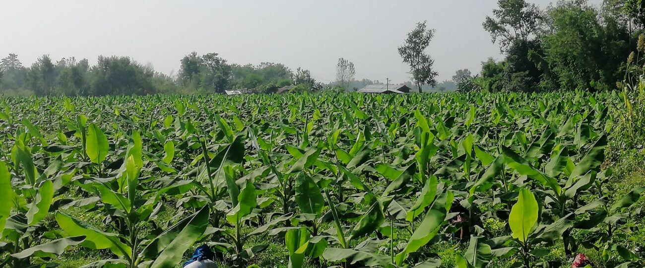 केराखेतीबाट १५ लाख आम्दानी गर्नुभएका टेकेन्द्र भन्नुहुन्छ, ‘स्वदेशमै आत्मनिर्भर बन्न सकिन्छ’