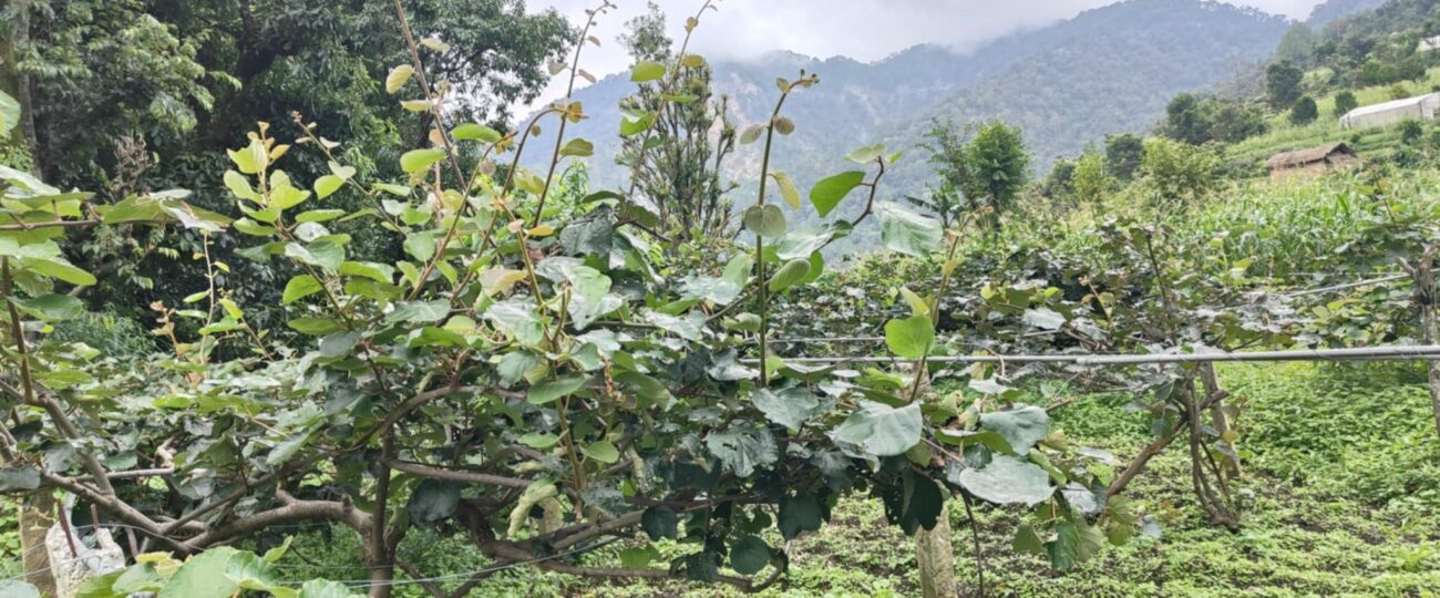 किबीका बोटले फल नदिएपछि किसान चिन्तित