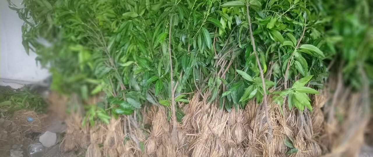 फलफूलखेतीतर्फ किसानको आकर्षण बढ्दो