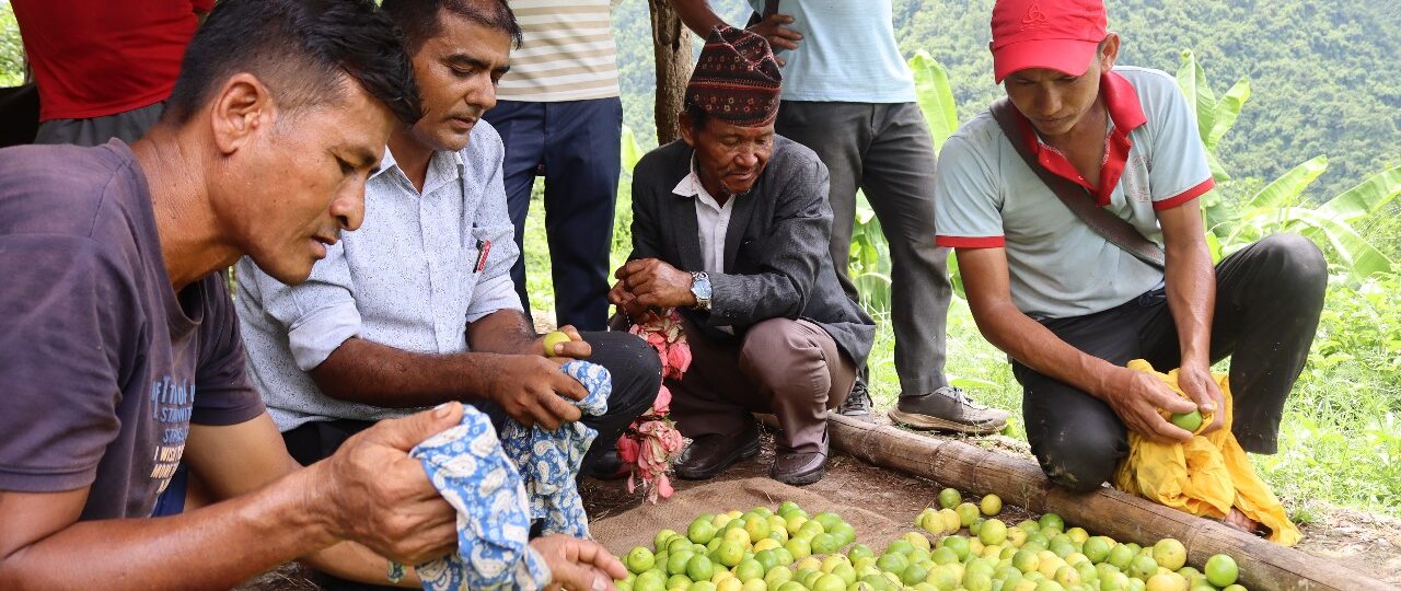 दीपक चापागाईँको उदाहरणीय कागतीखेती