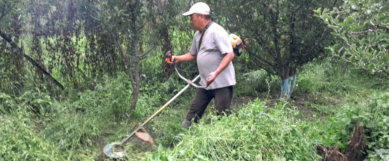 स्याउ बगैँचाभित्र घाँस उत्पादन