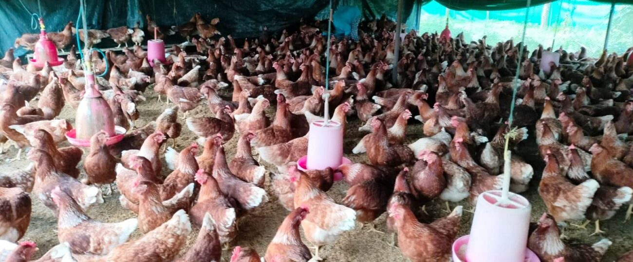 सफल कुखुरापालकका रूपमा परिचित झलारीका रेवन