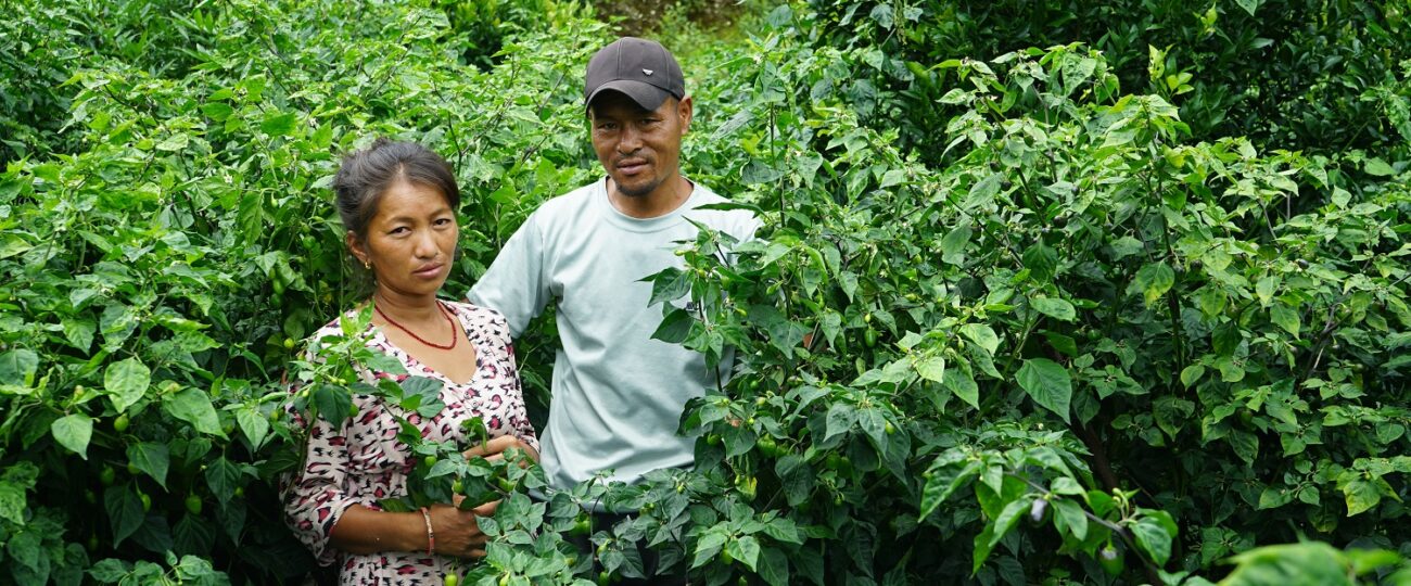 अकबरेखेती गरेका किसानलाई बजारको चिन्ता