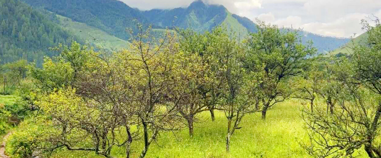 ढोरपाटन र निसेलढोरमा स्याउ नफल्दा किसान चिन्तित