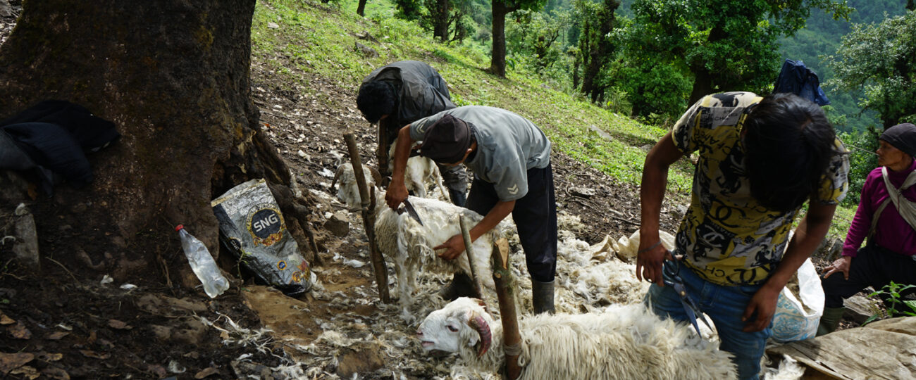 प्रयोग हुन छाडेपछि खेर जाँदै भेडाको ऊन