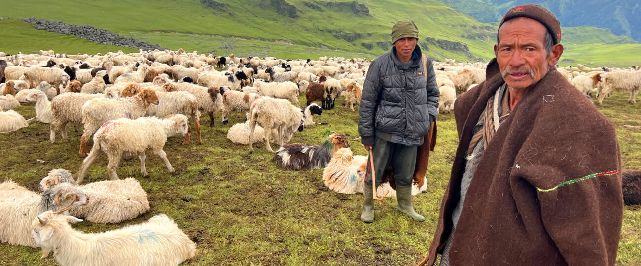 भेडी गोठाला भन्छन्– सरकारले एउटा न्यानो ज्याकेट दिए पनि लाउने थियौँ