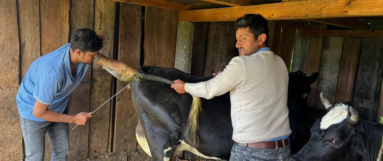 अन्नपूर्णका पशुमा कृत्रिम गर्भाधान