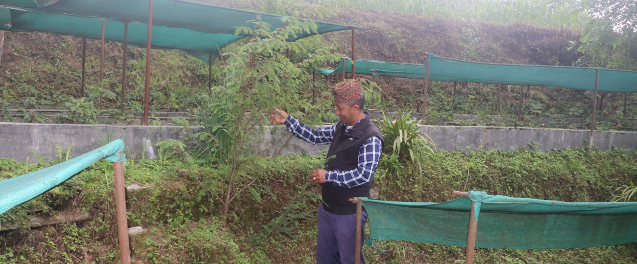 जडीबुटीखेती गरेर वार्षिक सातलाखसम्म आम्दानी लिँदै वडाध्यक्ष शेर्पा