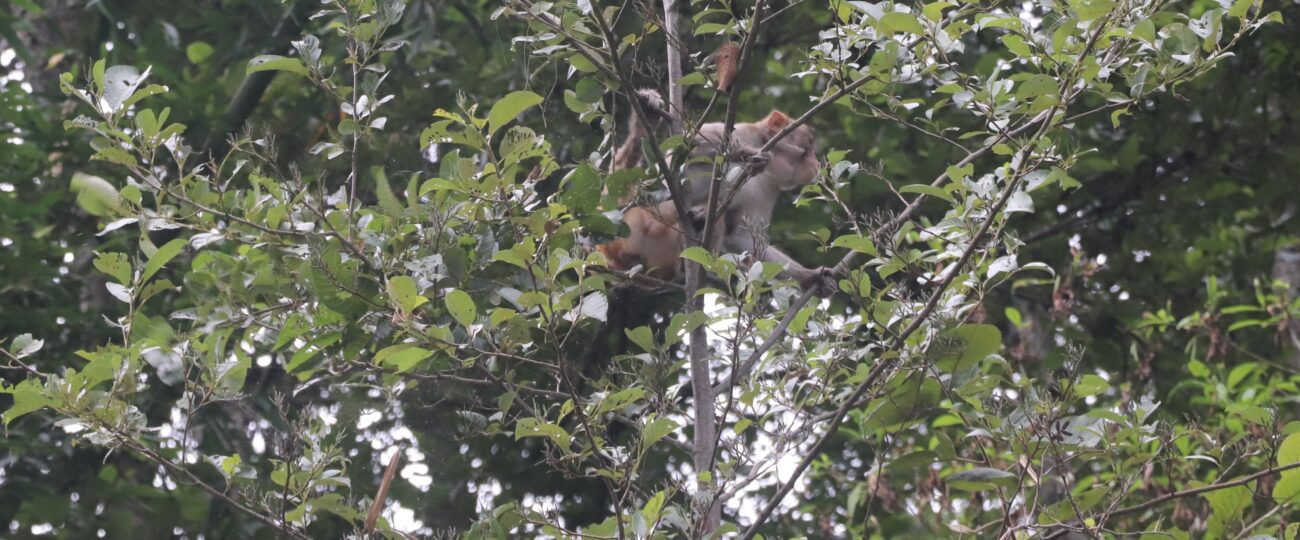 बाँदरको उपद्रो बढेपछि किसान चिन्तित