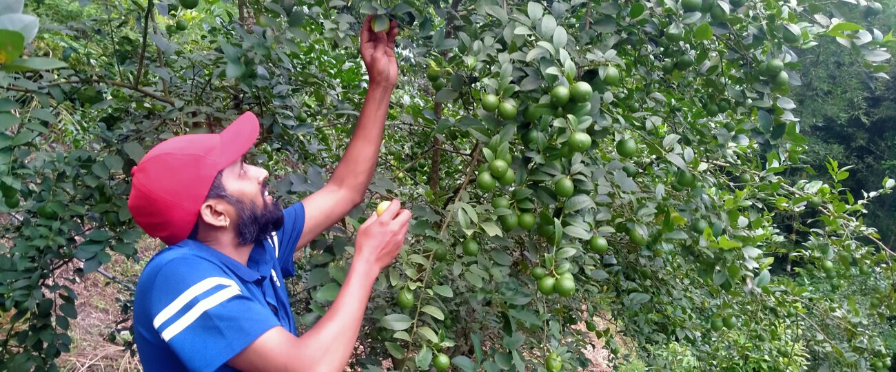 बाँझिएकोे जमिनलाई फाँडेर रहरलाग्दो कागतीखेती