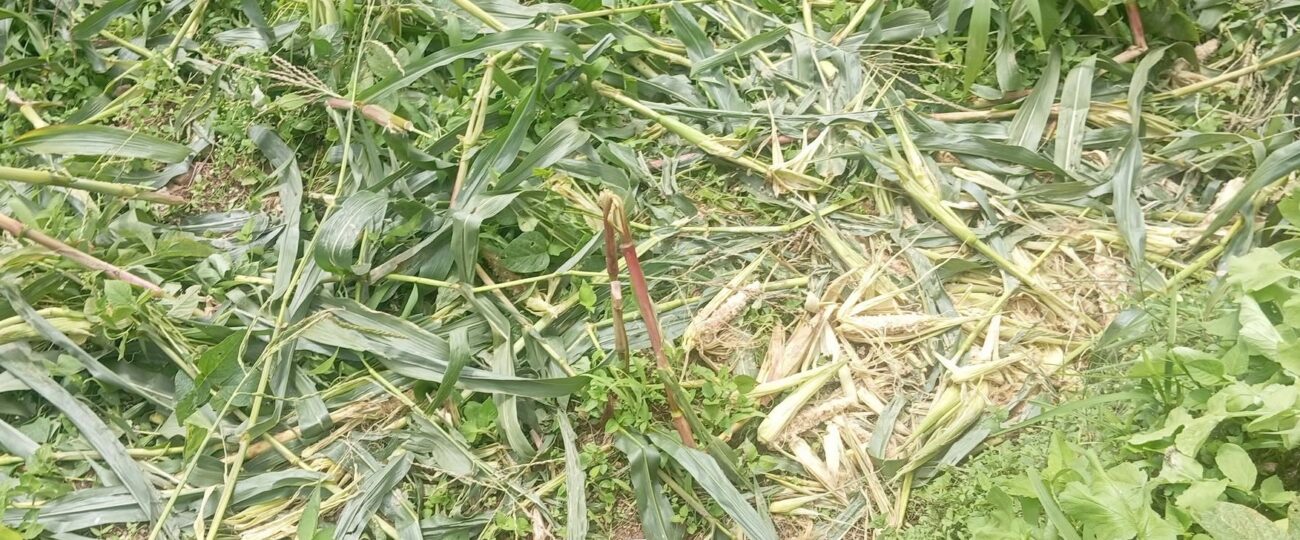 जङ्गली जनावरको आतङ्कले खेतबारीमै बास