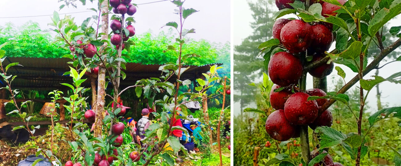 बागलुङका एक जनप्रतिनिधि व्यावसायिक स्याउखेतीमा रमाउँदै