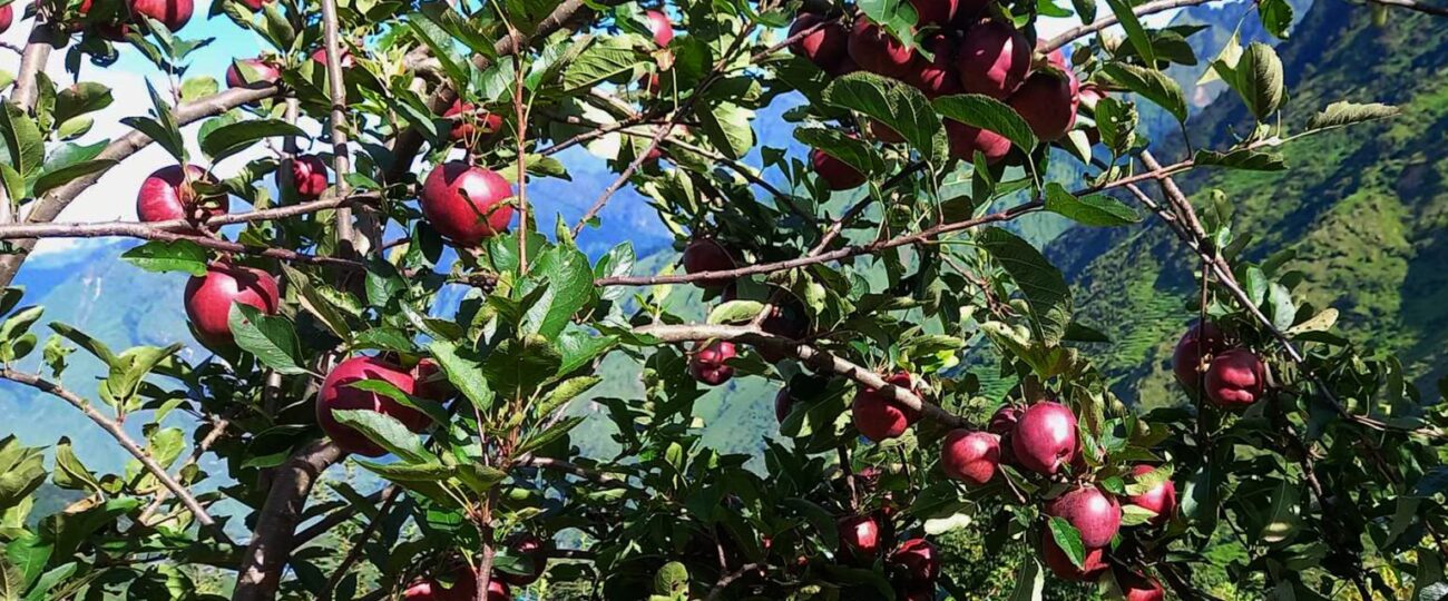 ‘हाइब्रिड’ स्याउखेतीमा कृषकको आकर्षण बढ्दै