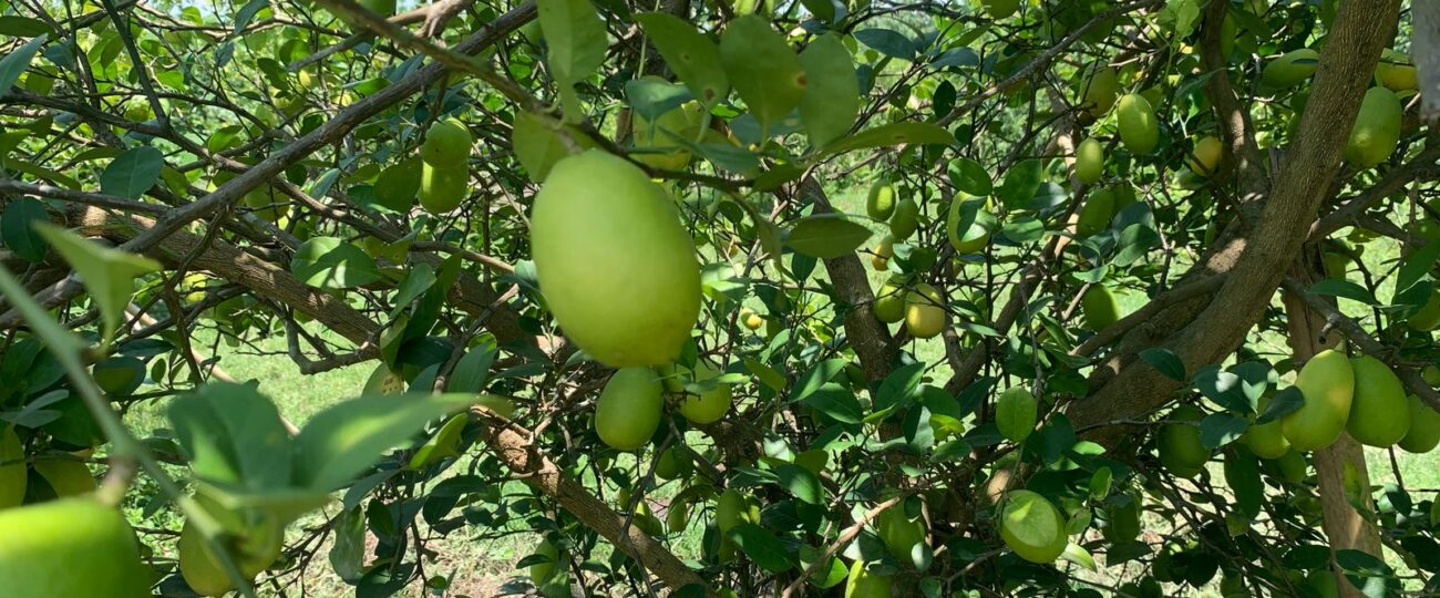कागतीले उचित बजार नपाउँदा मारमा किसान