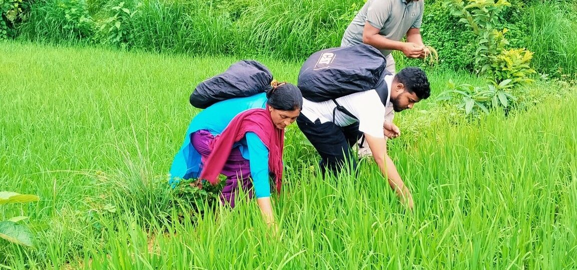 जेठो बुढो धानमा ‘ब्लाष्ट’ रोग देखियो