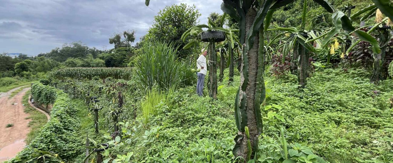 सिन्धुपाल्चोकमा ड्रागनफ्रुटखेतीप्रति आकर्षण बढ्दै