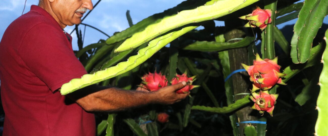 सेवा निवृत्तिपछि ड्रागन खेतीमा रमाउँदै त्रिपाठी