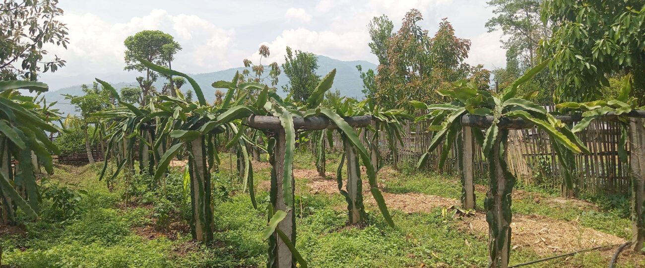 व्यावसायिक ड्रागनखेतीमा रमाउँदै भोजपुरका किसान