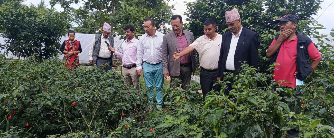 भीमादमा व्यावसायिक अकबरे खुर्सानीखेती