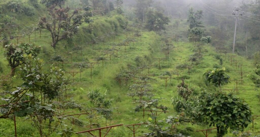 भोजपुर श्यामशिलाका अधिकांश किसान किवीखेतीमा