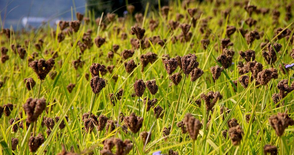 आज राष्ट्रिय कोदो दिवस मनाइँदै