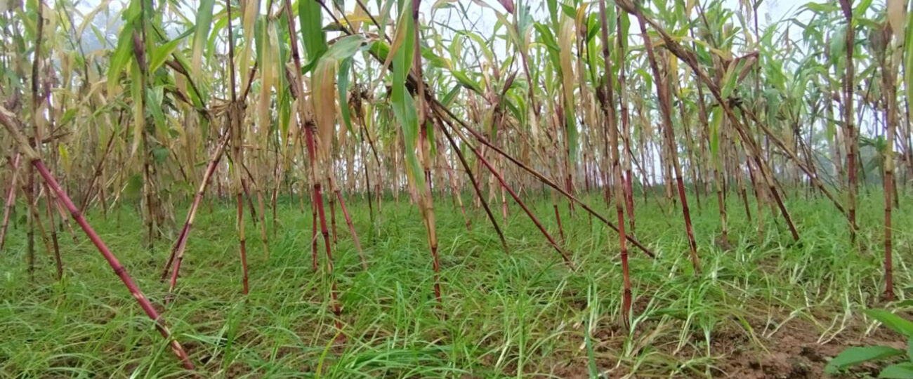 बहुगुणी अन्न कोदोः खेती गर्न किसानको अरुची