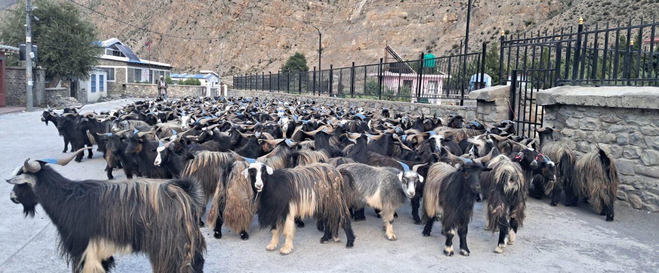 मुस्ताङबाट ३५ करोडभन्दा बढी मूल्यका भेडाच्याङ्ग्रा निकासी