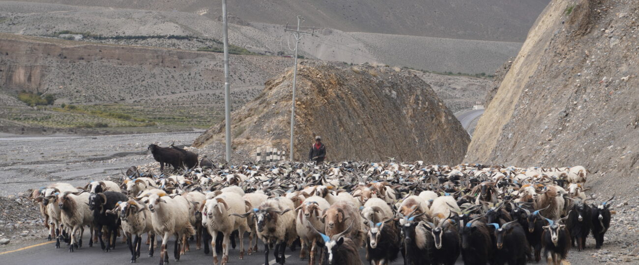 दसैँका लागि तेह्र हजार बढी भेडाच्याङ्ग्रा मुस्ताङ हुँदै अन्य जिल्ला पठाइयो