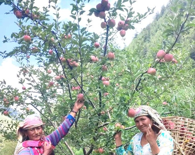 जुम्ली किसानलाई स्याउ टिप्न भ्याइनभ्याइ