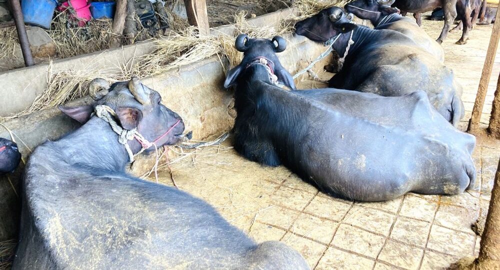 बागलुङका किसानले गराए ७०५ पशुको बिमा