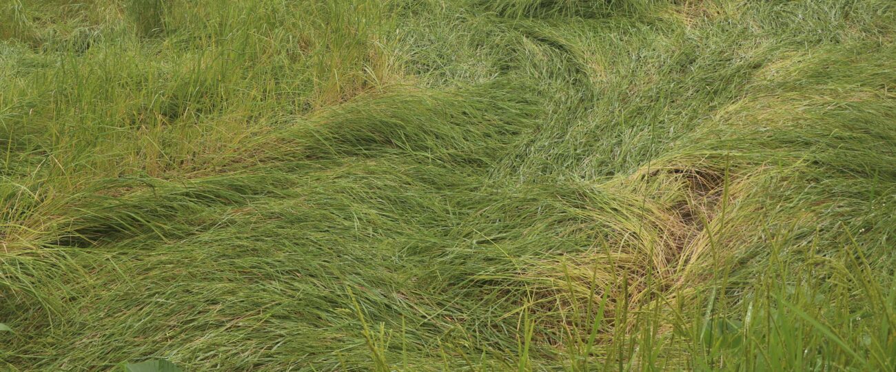 भोजपुरमा वर्षाले धानबालीमा क्षति