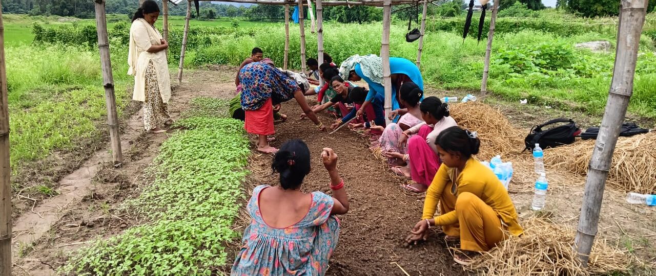 सामूहिक खेतीबाट मनग्य आम्दानी गर्दै महिला