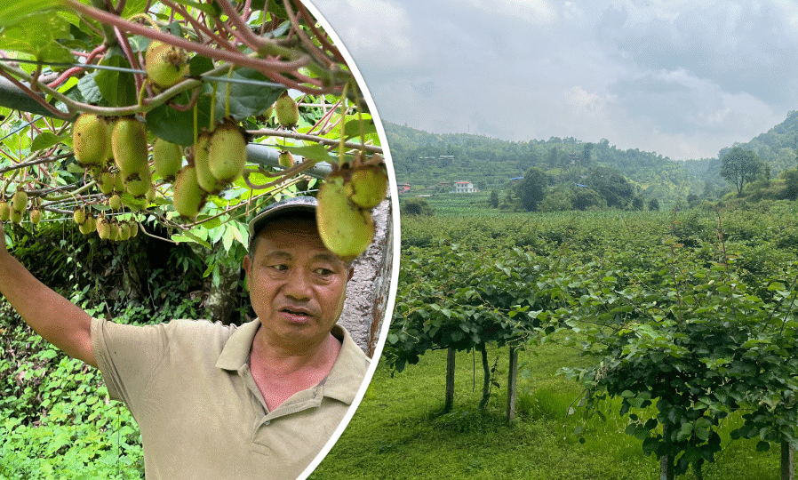 किबीखेतीप्रति गुल्मीका किसानको बढ्दो आकर्षण