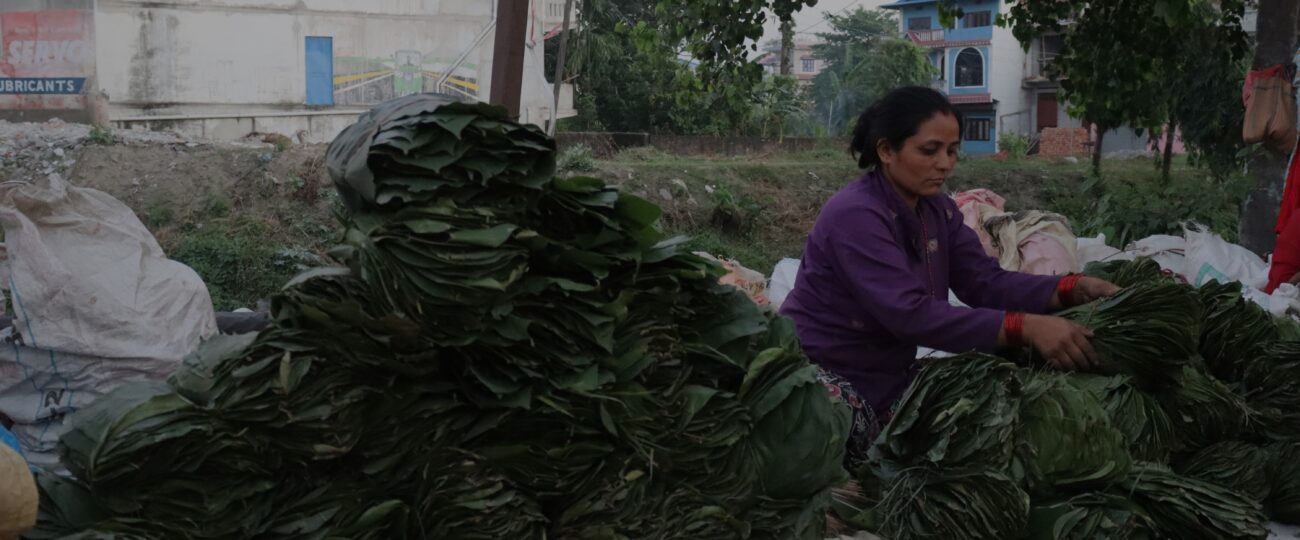 सालको पात बेचेर चाडपर्व खर्चको जोहो