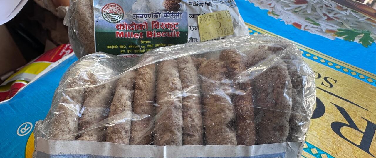 ‘कोदो गरिबको खाना’ भनेर हेप्ने दिन गए : बिष्कुटको माग उच्च, पाउरोटी बनाउने तयारी