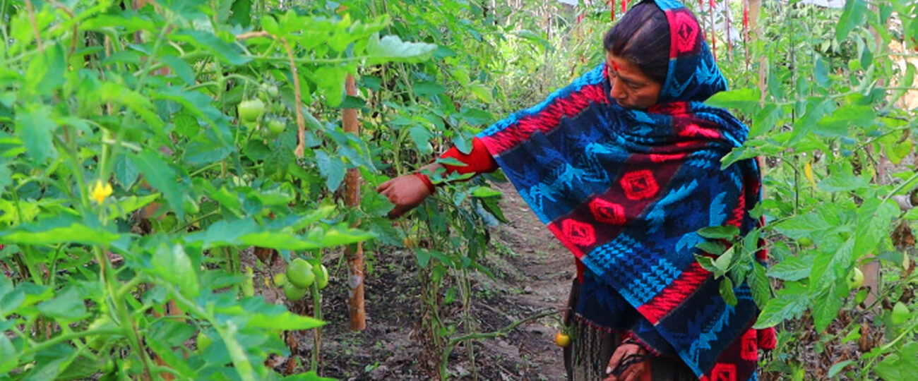 तरकारीखेतीले फेरिँदै जीवनशैली