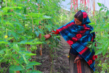 तरकारीखेतीले फेरिँदै जीवनशैली