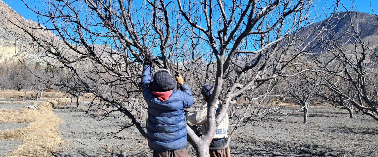 मुस्ताङमा स्याउ बगैँचा व्यवस्थापन गर्न सुरु
