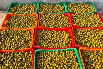 पर्वतमा व्यवसायीलाई लप्सीका परिकार बनाउन भ्याइनभ्याइ   