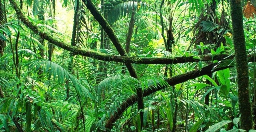 कार्बन सञ्चितिबाट प्राप्त लाभको उपयोगका लागि लगानी योजना माग