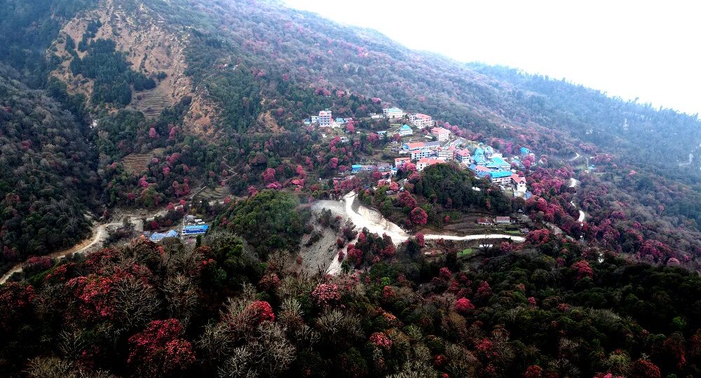 गुराँस फुलेर रङ्गियो घोडेपानी