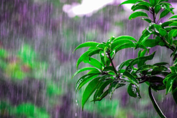 पश्चिमी वायु प्रभावले देशभर बदली