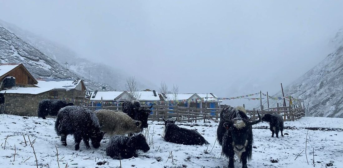 हिमपातमा याकचौरी