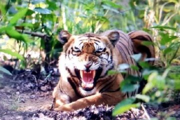 कञ्चनपुरमा बाघको आक्रमण: चार जना घाइते