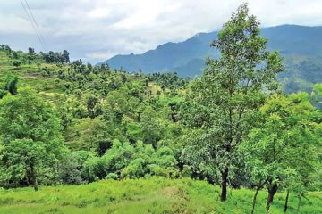 सामुदायिक वन : समृद्धिका लागि स्थायी पुँजी