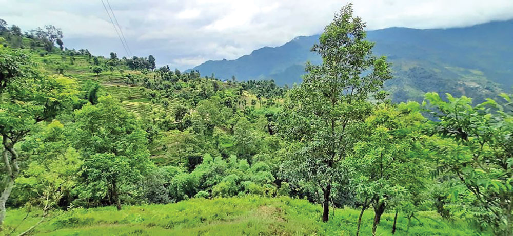 सामुदायिक वन : समृद्धिका लागि स्थायी पुँजी